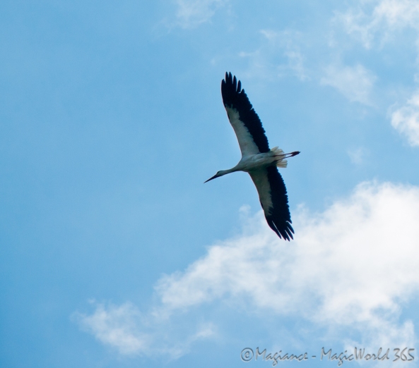 Photo of flying stork